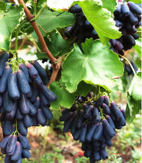 🍇Sweet Sapphire Grapes Seeds (Pack Of 20)