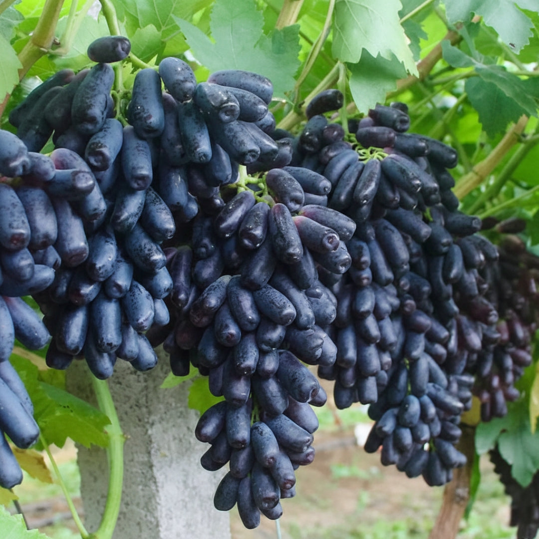 🍇Sweet Sapphire Grapes Seeds (Pack Of 20)