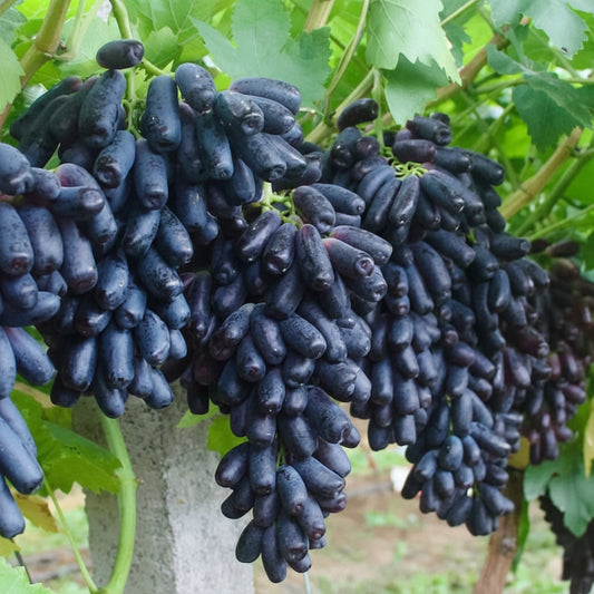 🍇Sweet Sapphire Grapes Seeds (Pack Of 20)